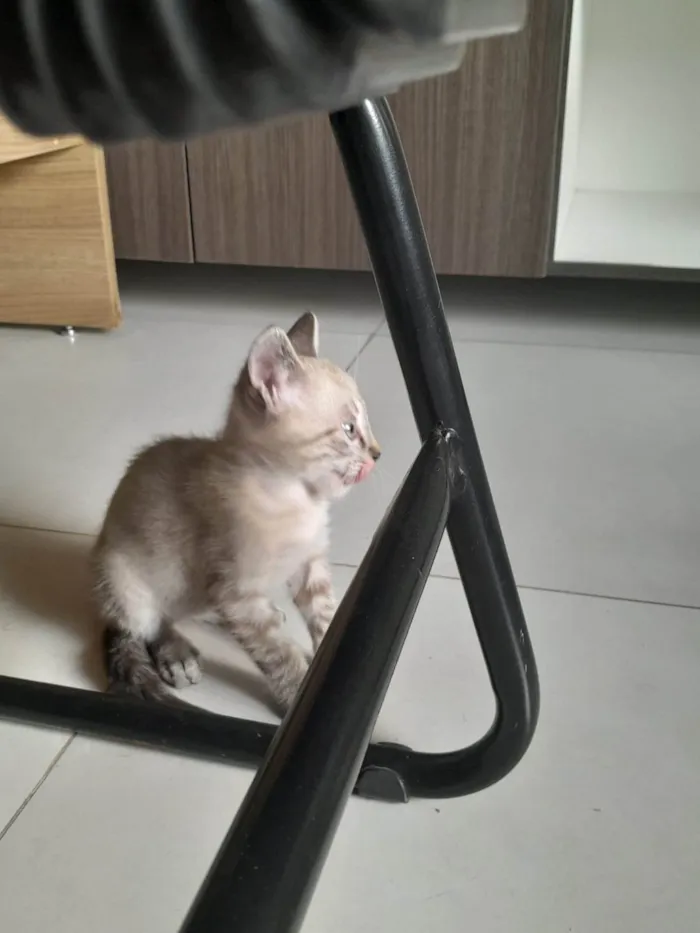 Gato ra a SRD-ViraLata idade Abaixo de 2 meses nome Rock