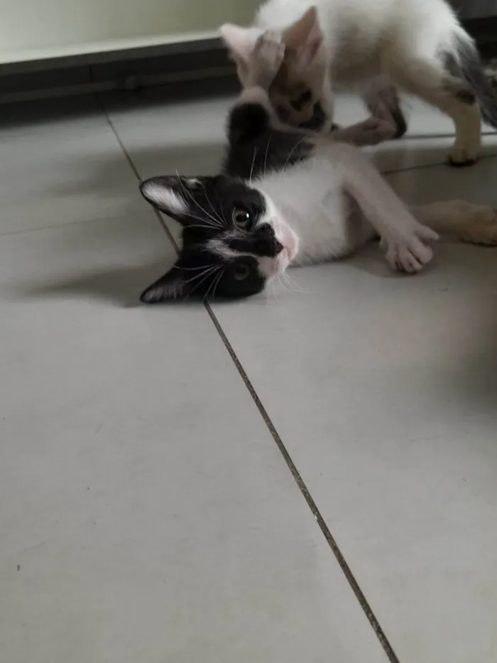 Gato ra a SRD-ViraLata idade Abaixo de 2 meses nome Olivia 