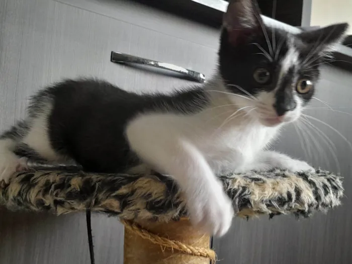 Gato ra a SRD-ViraLata idade Abaixo de 2 meses nome Olivia 