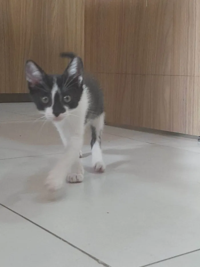 Gato ra a SRD-ViraLata idade Abaixo de 2 meses nome Olivia 