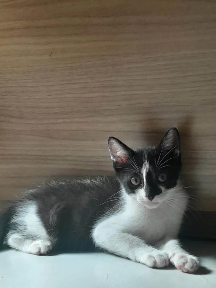 Gato ra a SRD-ViraLata idade Abaixo de 2 meses nome Olivia 