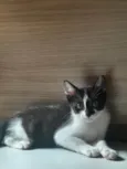 Olivia