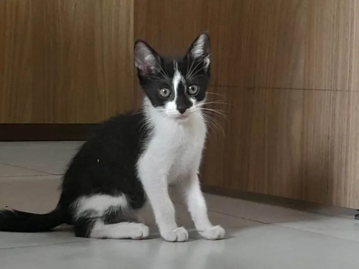 Gato ra a SRD-ViraLata idade Abaixo de 2 meses nome Olivia 