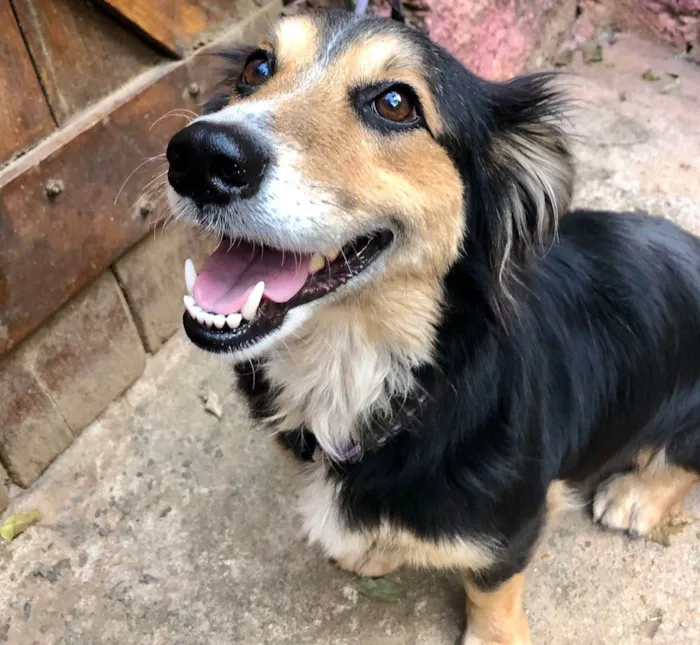 Cachorro ra a SRD-bordercollie idade 1 ano nome Lassie