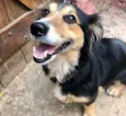 Lassie