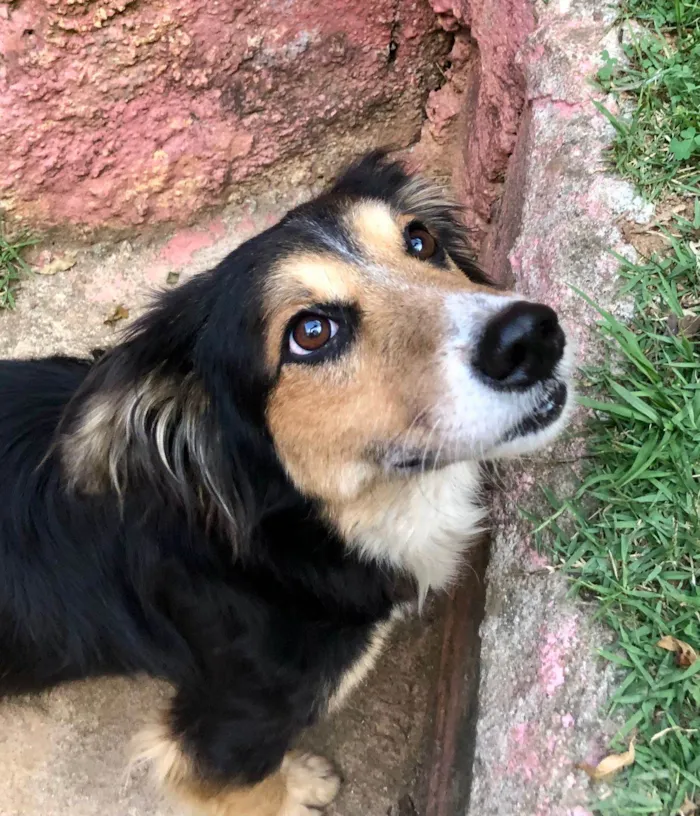 Cachorro ra a SRD-bordercollie idade 1 ano nome Lassie
