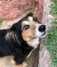 Lassie