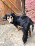 Lassie