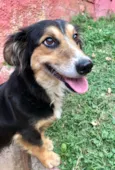 Lassie