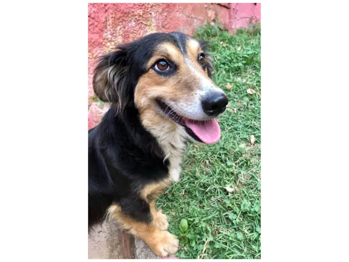 Cachorro ra a SRD-bordercollie idade 1 ano nome Lassie