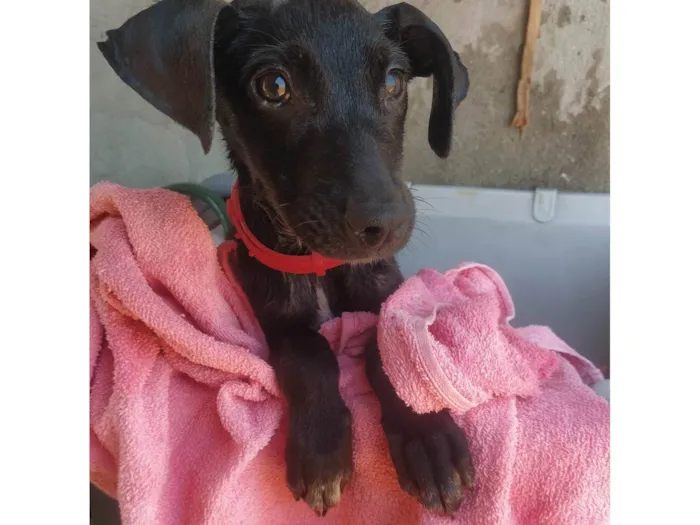 Cachorro ra a SRD  idade 2 a 6 meses nome Indefinido 