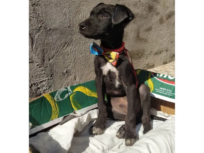 Cachorro ra a SRD  idade 2 a 6 meses nome Indefinido 
