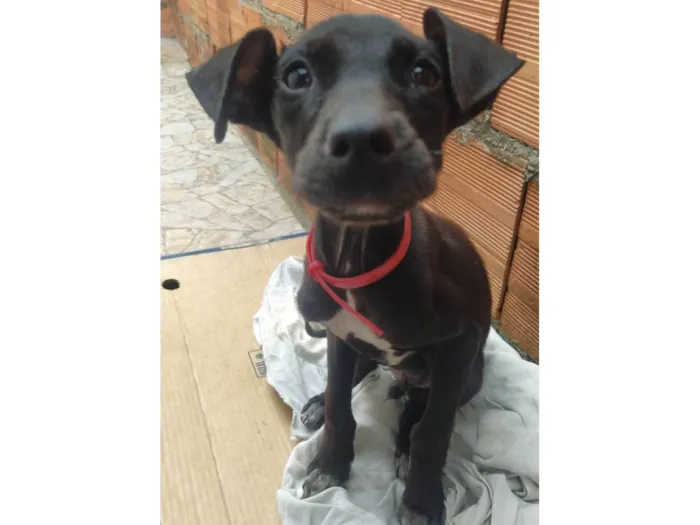 Cachorro ra a SRD  idade 2 a 6 meses nome Indefinido 