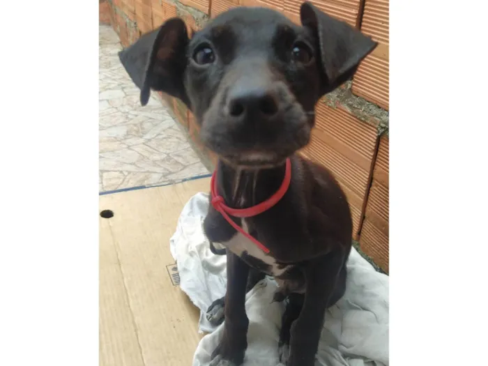 Cachorro ra a SRD idade 2 a 6 meses nome Sem nome 