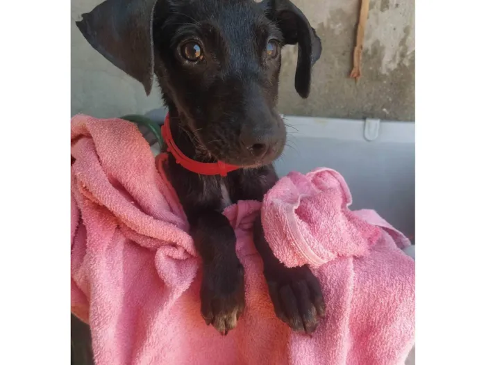 Cachorro ra a SRD idade 2 a 6 meses nome Sem nome 