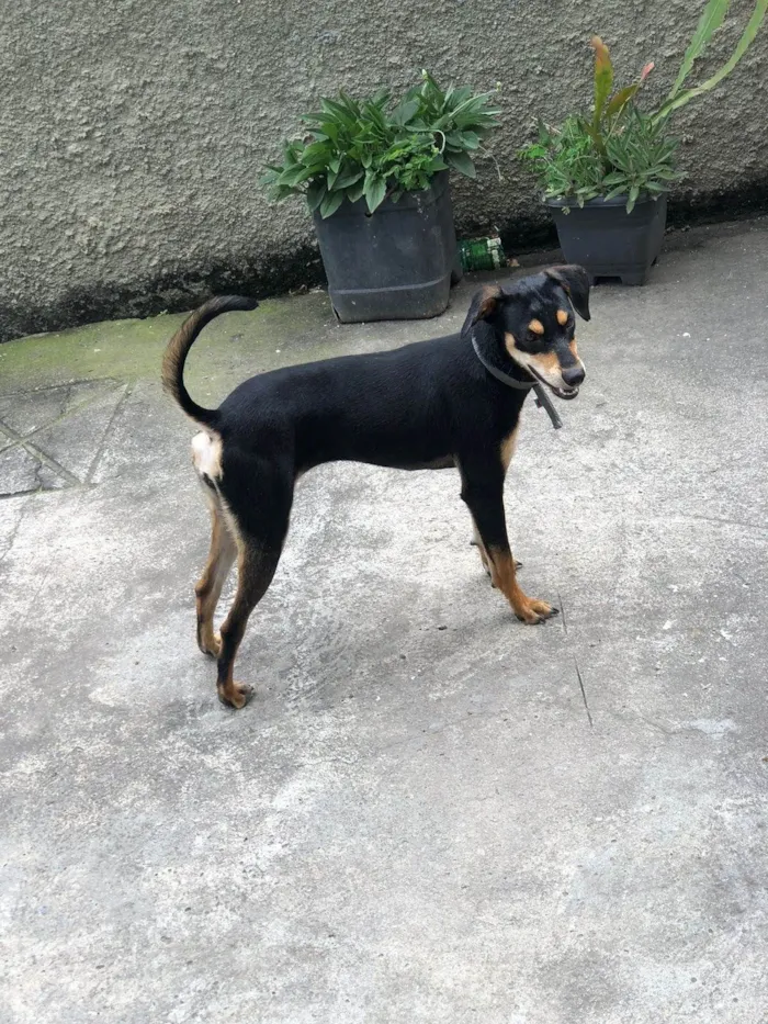 Cachorro ra a SRD-ViraLata idade 1 ano nome Mel