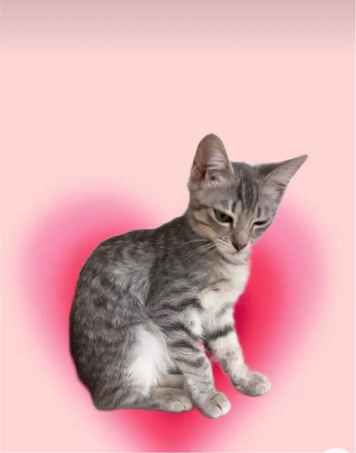 Gato ra a SRD-ViraLata idade 2 a 6 meses nome Nikki bb3meses Linda 