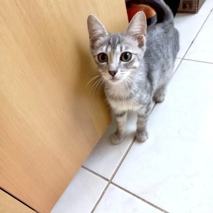 Gato ra a SRD-ViraLata idade 2 a 6 meses nome Nikki bb3meses Linda 