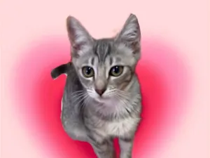 Gato raça SRD-ViraLata idade 2 a 6 meses nome Nikki bb3meses Linda 