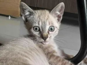 Gato raça SRD-ViraLata idade Abaixo de 2 meses nome Rock