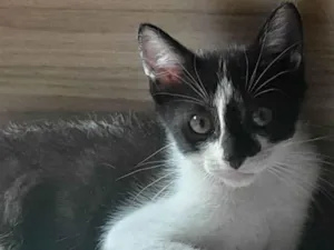 Gato raça SRD-ViraLata idade Abaixo de 2 meses nome Olivia 