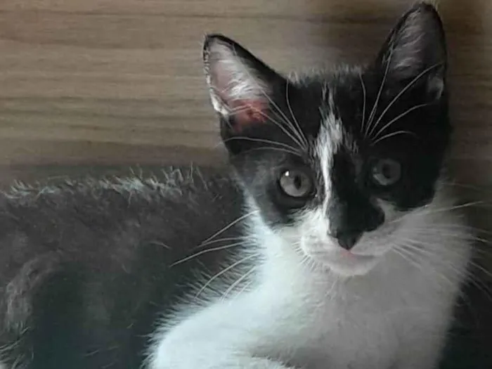 Gato ra a SRD-ViraLata idade Abaixo de 2 meses nome Olivia 