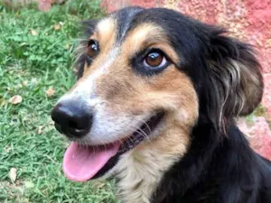 Cachorro raça SRD-bordercollie idade 1 ano nome Lassie