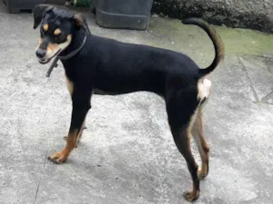Cachorro raça SRD-ViraLata idade 1 ano nome Mel