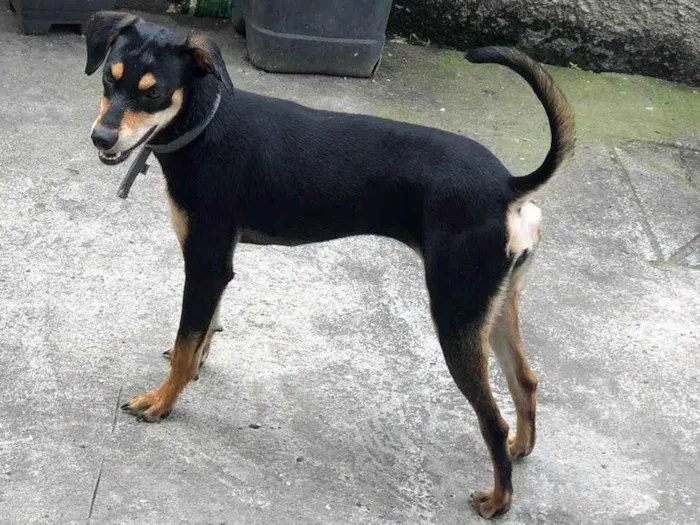 Cachorro ra a SRD-ViraLata idade 1 ano nome Mel