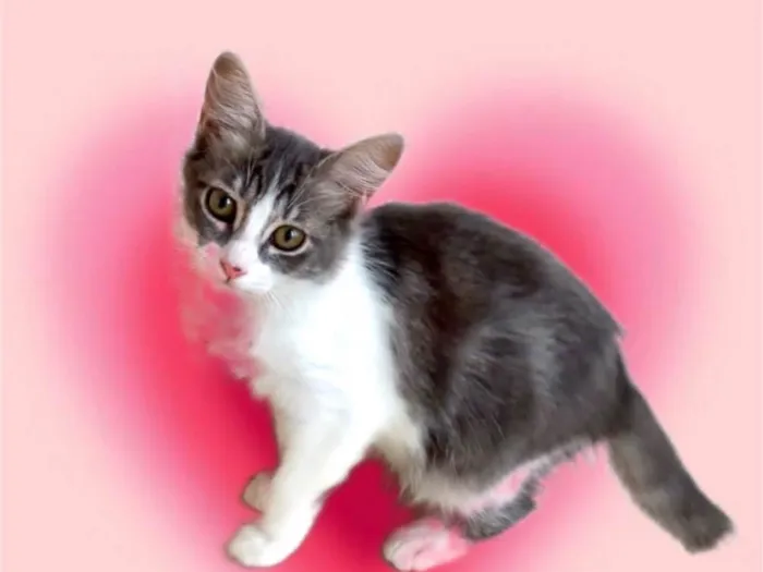 Gato ra a SRD-ViraLata idade 2 a 6 meses nome Amélie bb3meses Linda 