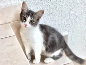 Gato raça SRD-ViraLata idade 2 a 6 meses nome Amélie bb3meses Linda 
