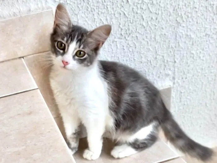 Gato ra a SRD-ViraLata idade 2 a 6 meses nome Amélie bb3meses Linda 