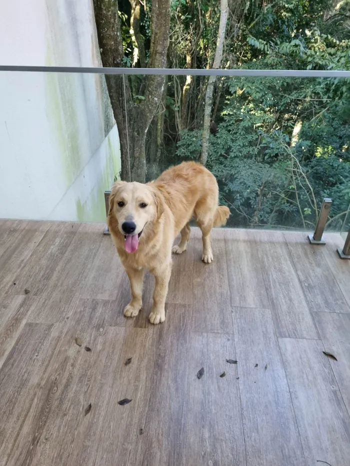 Cachorro ra a Golden retriever  idade 7 a 11 meses nome Belinha