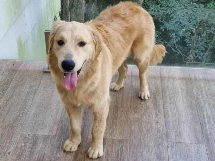 Cachorro ra a Golden retriever  idade 7 a 11 meses nome Belinha