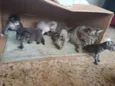 Filhotes de gato