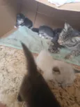 Filhotes de gato