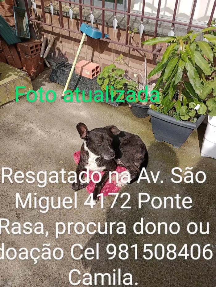 Cachorro ra a Srd idade 2 anos nome Negão 