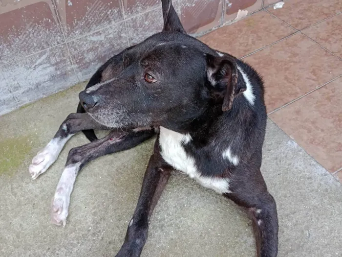 Cachorro ra a Srd idade 2 anos nome Negão 