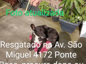 Cachorro raça Srd idade 2 anos nome Negão 