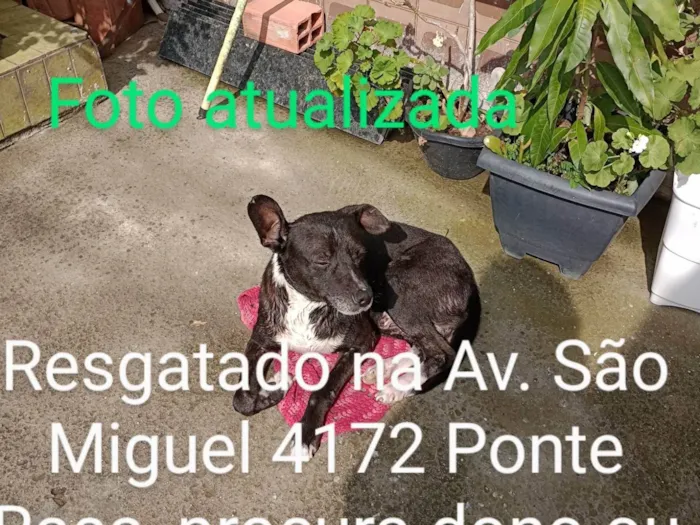 Cachorro ra a Srd idade 2 anos nome Negão 