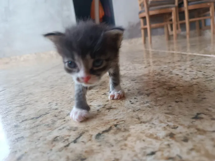 Gato ra a SRD-ViraLata idade Abaixo de 2 meses nome Kambal