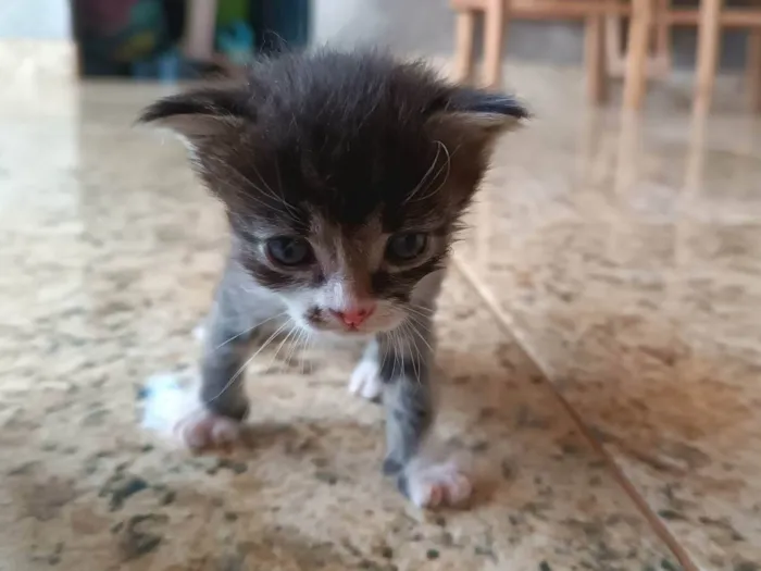 Gato ra a SRD-ViraLata idade Abaixo de 2 meses nome Kambal