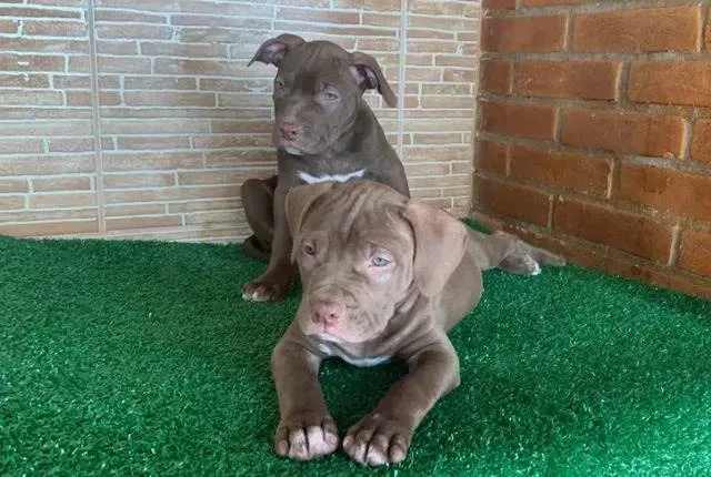 Cachorro ra a Pit-Bull idade Abaixo de 2 meses nome Fêmea e macho