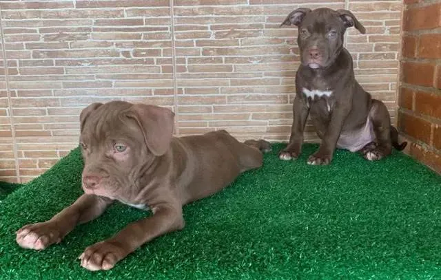 Cachorro ra a Pit-Bull idade Abaixo de 2 meses nome Fêmea e macho