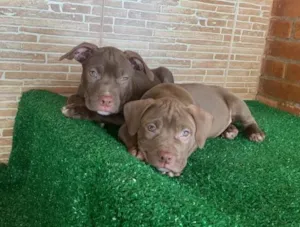 Cachorro raça Pit-Bull idade Abaixo de 2 meses nome Fêmea e macho