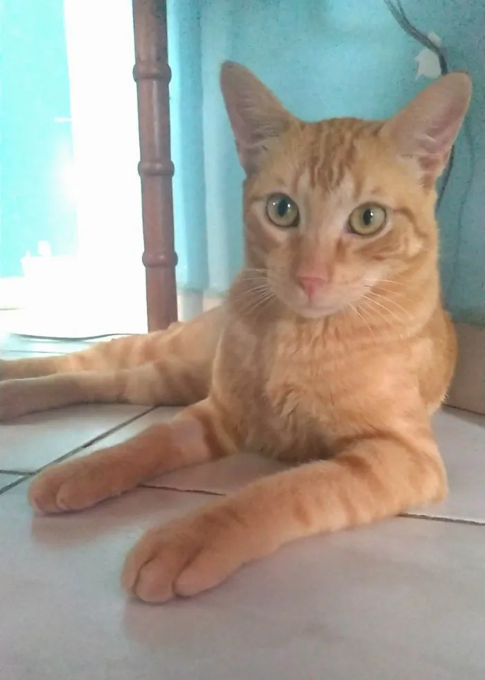 Gato ra a srd idade 7 a 11 meses nome RAF