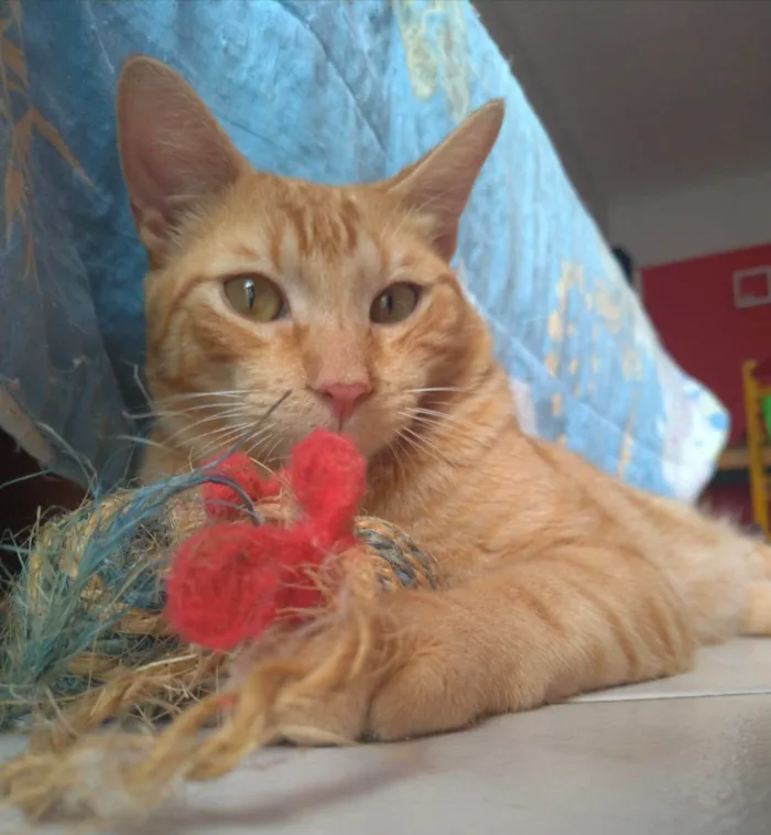 Gato ra a srd idade 7 a 11 meses nome RAF