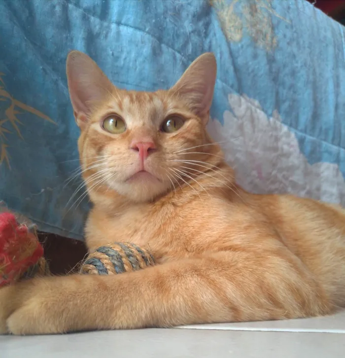 Gato ra a srd idade 7 a 11 meses nome RAF