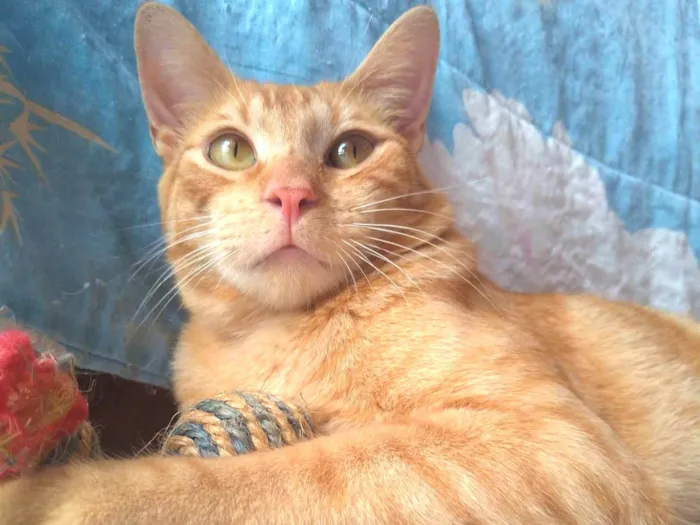 Gato ra a srd idade 7 a 11 meses nome RAF