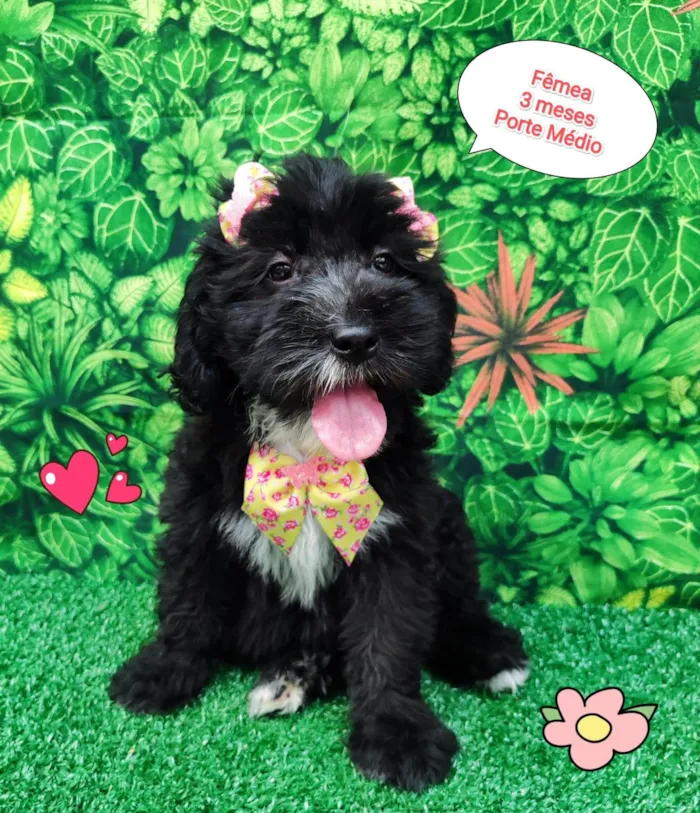 Cachorro ra a SRD-ViraLata idade 2 a 6 meses nome Candy 